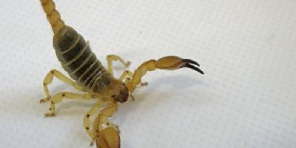 Desert Design: Scorpions Are Master Architects