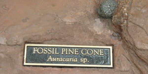 March Flies: Bibonidae