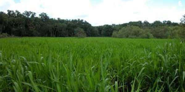 Being Green Causes Happiness - Study