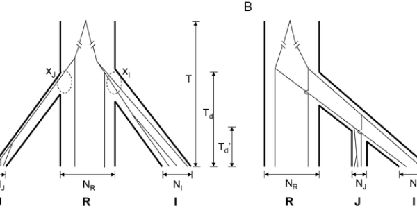 Like Rice?  Thank A Pirate!