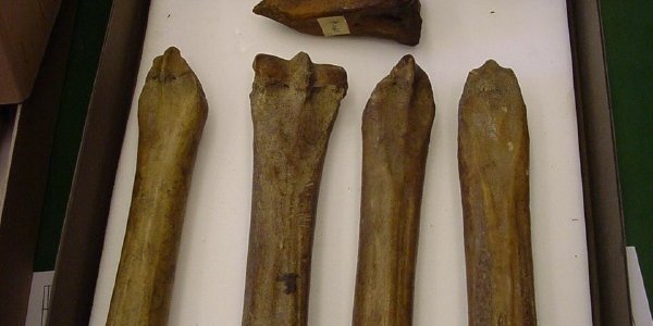Oldest Human-Powered Transport: Skates Made From Animal Bones