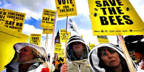 Part II: Bee Deaths And CCD - Flawed Chensheng Lu Harvard Studies Endanger Bees