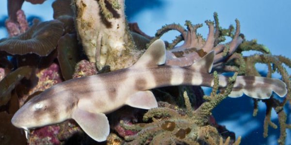 45 Months: Longest-ever Case Of Sperm Storage In Sharks Documented
