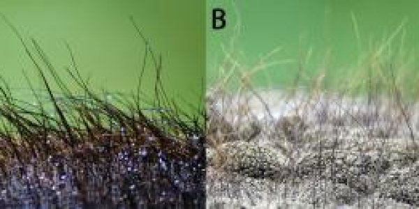 Did Body Hair Evolve To Warm Or Cool Animals?