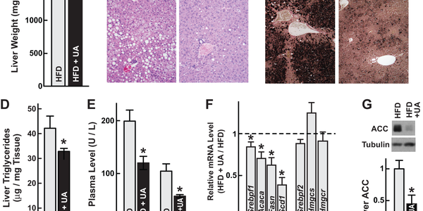 Ursolic Acid: Apple Peel Compound Reduces Obesity In Mice