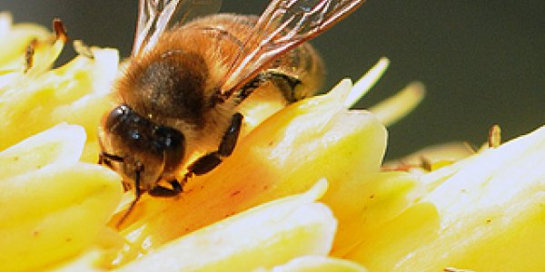 Bees Are Closer Genetic Relatives To Ants Than They Are Wasps