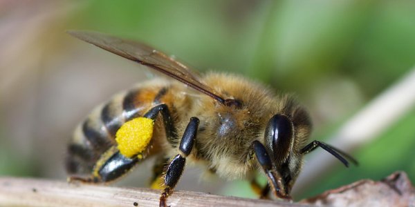 How Honeybee Queens Avoid Inbreeding