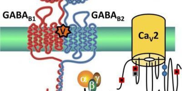 Natural Medicine That Works: Cone Snail Venom Minimizes Pain - Here's Why