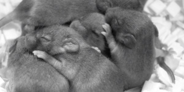 Glioblastoma studies: Mice with Brain Tumors