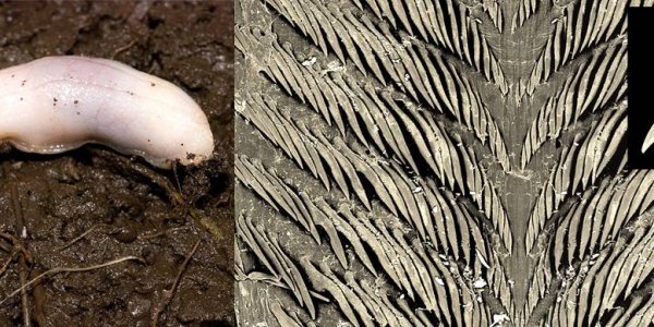 Top 10 New Species For 2009 Part 2