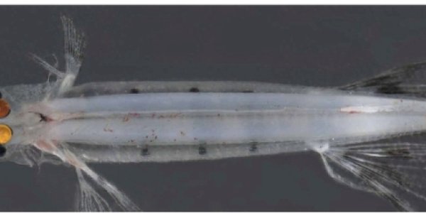 You Can See Yourself In A Spookfish Eye