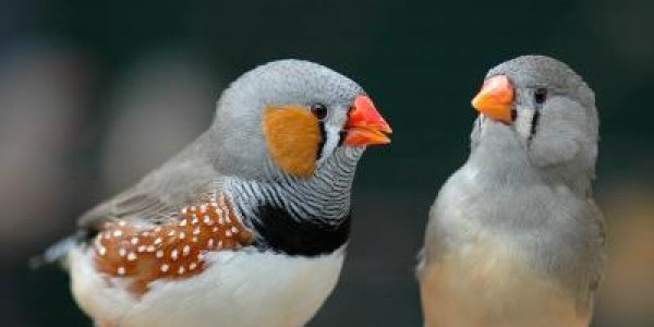 Wassup Baby Bird?  The 'Casanova' Gene In Zebra Finches