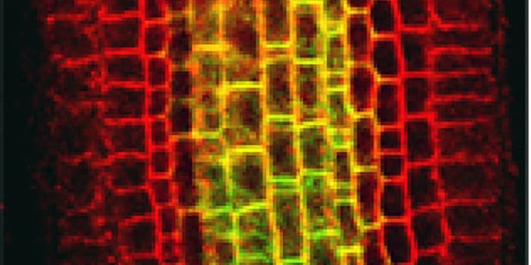 Scientists Pinpoint Proteins That Direct Plant Growth, Development