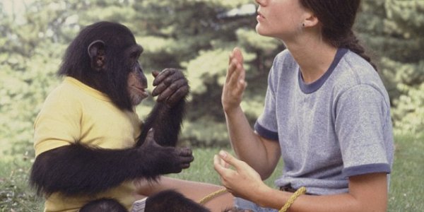 Project Nim - What Happens When You Raise A Chimp As A Human?