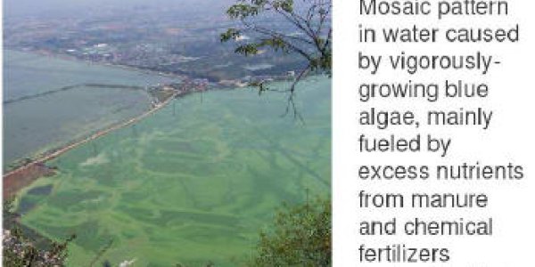 China Pollution: It's Pigs More Than People