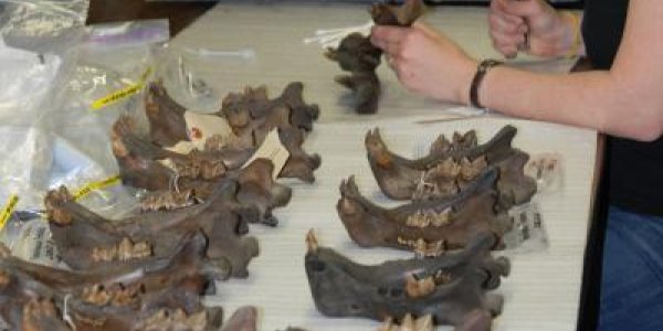 Cougars' Diverse Diet Helped Them Survive The Pleistocene Mass Extinction