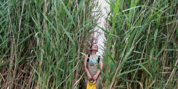 Great Lakes Phragmites Map Visualizes Invasive Species Incursions