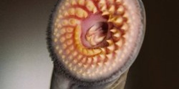 Vertebrate Genome Reorganization: Sea Lamprey Embryo Discards Millions Of Units Of Its DNA