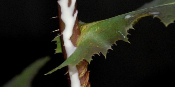 Lettuce Could Be New Rubber Source