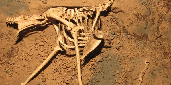 New Species Of Ancient Terror Bird, Llallawavis Scagliai, Discovered