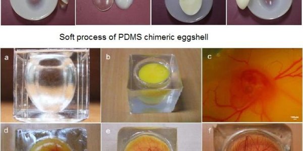 Life On A Chip: Transparent Shell A Step Closer To Embryo On A Chip Technology