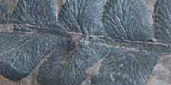 What Happened To The First Rainforests?  Global Warming Got Them Too, Says Study