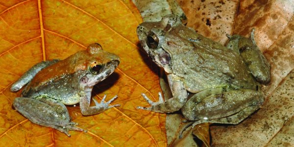 What No Other Frog Does: New Species Bypasses Egg And Gives Birth Directly To Tadpoles
