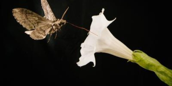 It's Not Pesticides Hurting Moth Pollinators, It's Car Fumes