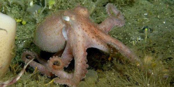 How A Blue-Blooded Antarctic Octopus Can Survive The Cold