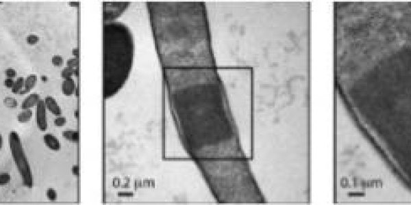 Synthetic Biology Study Exposes Living Cells To Synthetic Protein