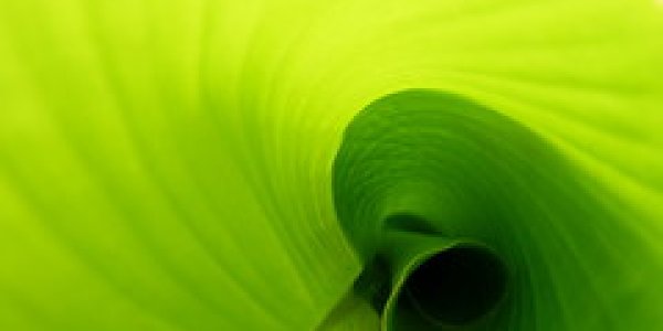 Fossil Plants Reveal Ancient Climate