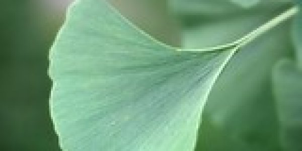 Princeton's Paleobotanical Gardens