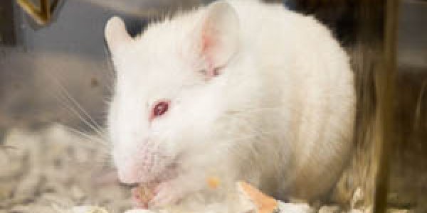 Leukemia Drug Stimulates Immunity Against Many Cancer Types