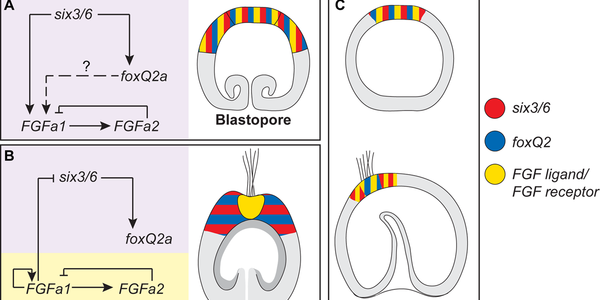 Which Came First, A Brainless Head Or A Headless Brain?