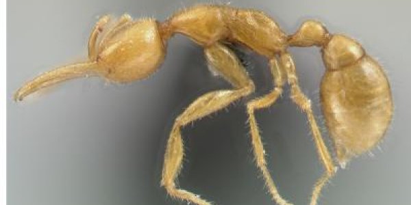 Far Out Phylogenetics - The Base Of The Ant Evolutionary Tree Found