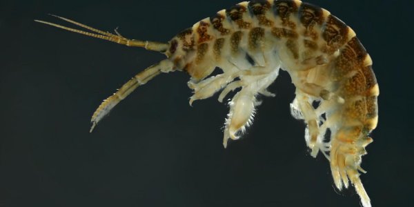Killer Shrimp: Invasive Species In The Great Lakes By 2063