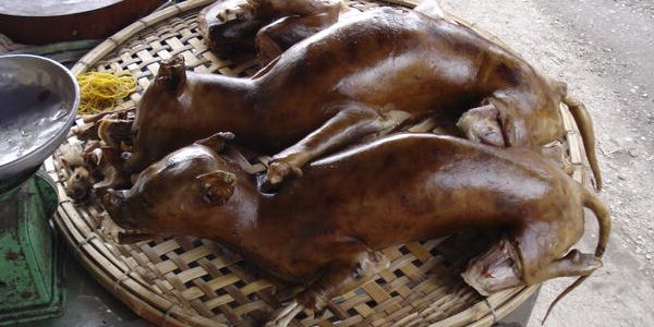 Eat Dogs, Get Rabies?