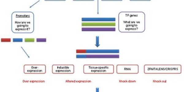 Genetic Engineering Helps Food Crops Tolerate Drought
