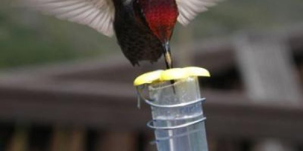 No Saccharine: How Hummingbirds Evolved To Detect Sugar