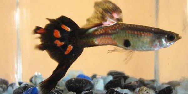 How Female Promiscuity Can Be The Smart Move In Evolution