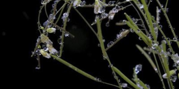 Plant Adaptation To Different Environments Involves Trade-offs In Performance