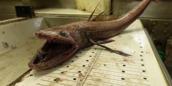 Deep Sea Fish Remove 1 Million Tons Of CO2 Annually From North Atlantic Waters