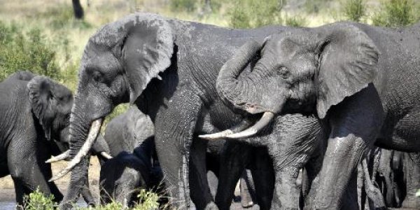 Elephants Blamed For Tree Losses In African Nature Reserve