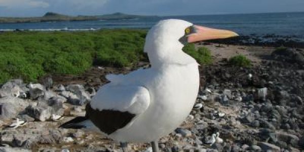 High Testosterone Plus Survival Instinct Makes The Nazca Booby Kill Its Siblings