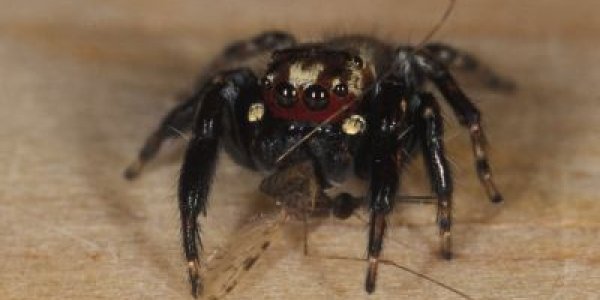 Sexual Cannibalism: How To Have Sex And Survive