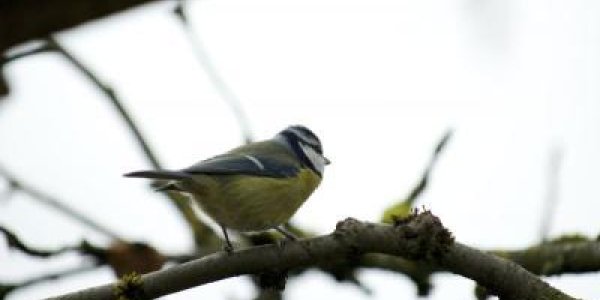 Sexual Dimorphism And The Evolutionary Consequences Of Infidelity