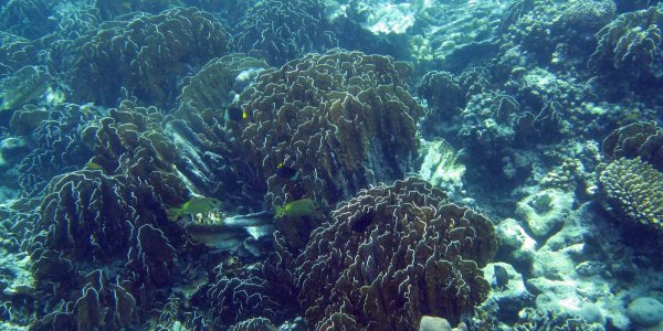 Massive Coral Death Attributed To Earthquake