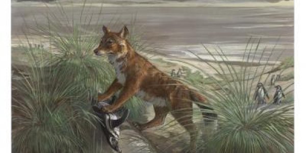 Falkland Islands Wolf: Ancient DNA Solves A Mystery That Stumped Darwin