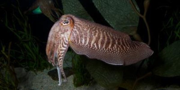 'Chameleon Of The Sea' Reveals Its Secrets