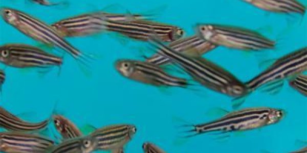 TAML Activators That Break Down Endocrine Disruptors In Water Pass Safety Test